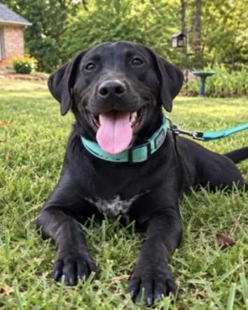 A baby large-sized male Black Labrador Retriever dog named Collard Lonestar for adoption in Rockaway, NJ