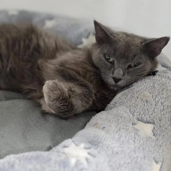 A young medium-sized female Gray / Blue / Silver Domestic Long Hair cat named Luna for adoption in Elizabeth City, NC