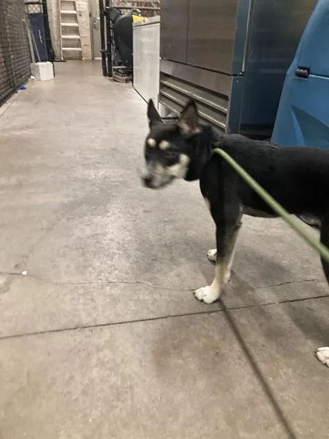 A young medium-sized male Mixed Breed dog named Gusty for adoption in Dallas, TX