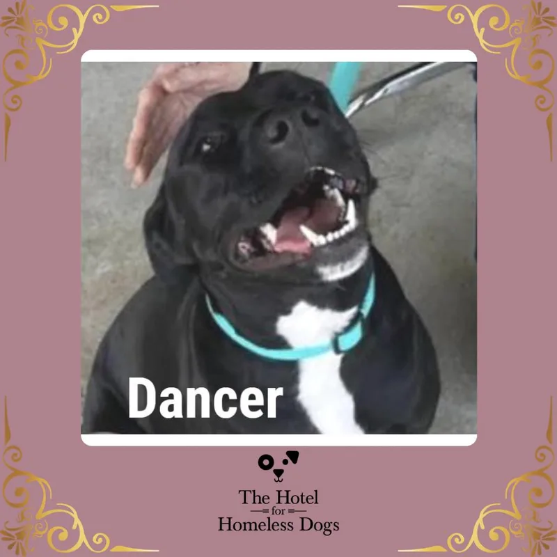 An adult medium-sized female Black Labrador Retriever dog named Dancer for adoption in Cumberland, RI