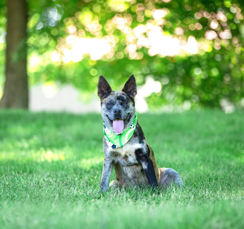 A young medium-sized male Catahoula Leopard Dog dog named Snoopy for adoption in Coatesville, PA