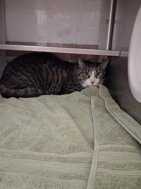 An adult small-sized male Domestic Short Hair cat named Maxwell for adoption in Chula Vista, CA