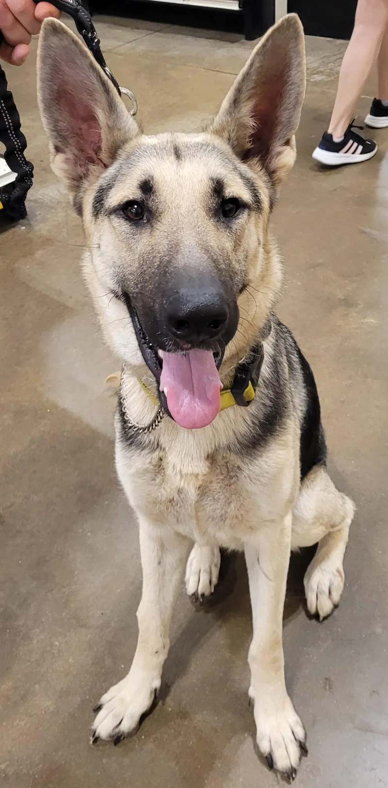 A young medium-sized male German Shepherd Dog dog named Major for adoption in Centreville, VA