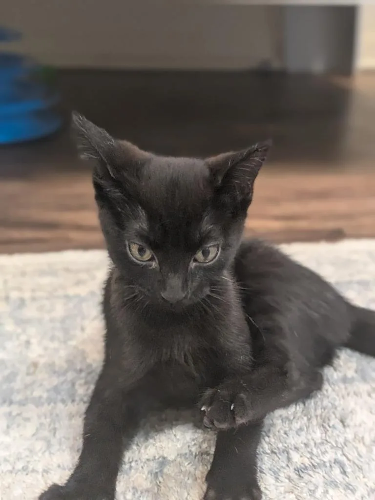 A young medium-sized female Domestic Short Hair cat named Beanie Baby for adoption in Richland Hills, TX