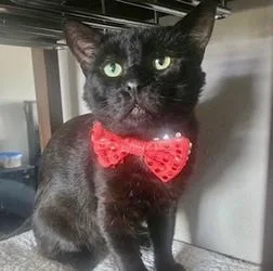 An adult small-sized male Domestic Short Hair cat named Curtis for adoption in San Diego, CA