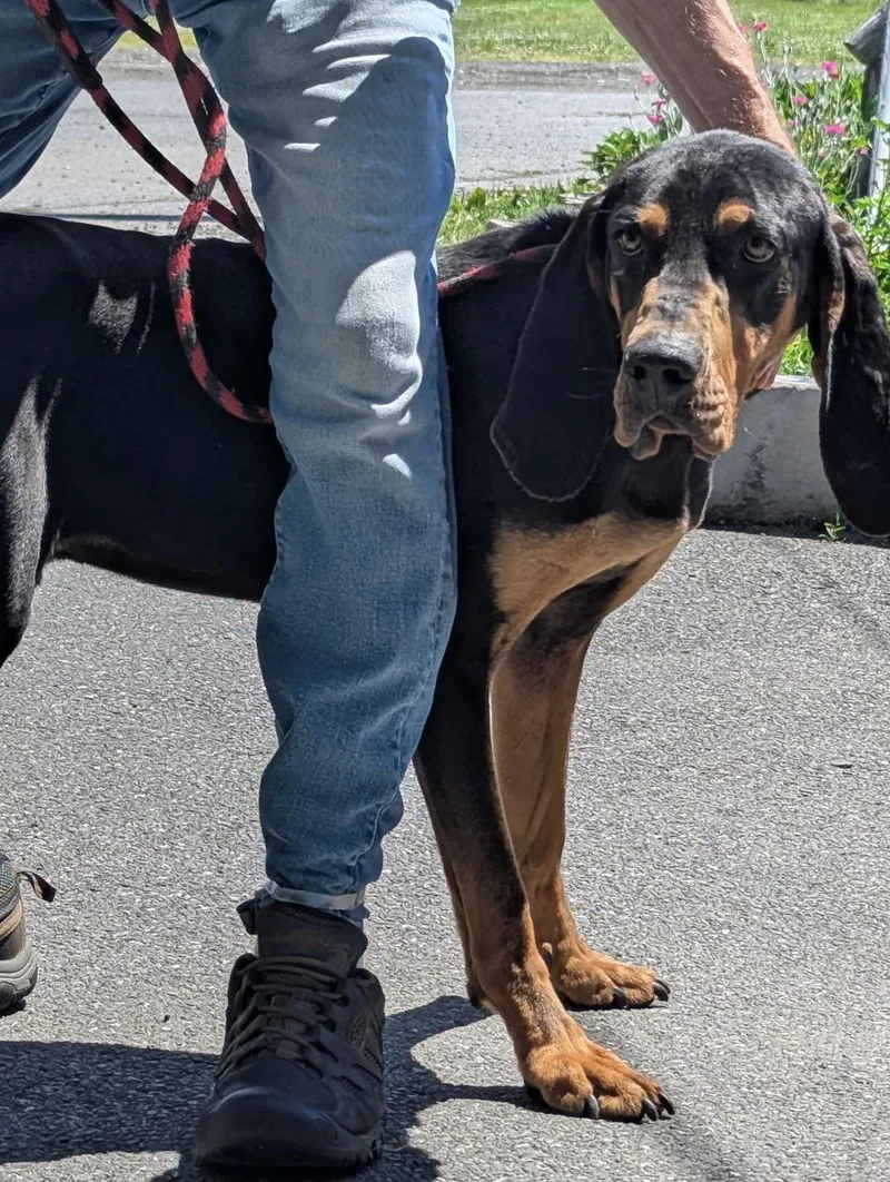 An adult large-sized male Black Hound dog named Lenny for adoption in New Windsor, NY
