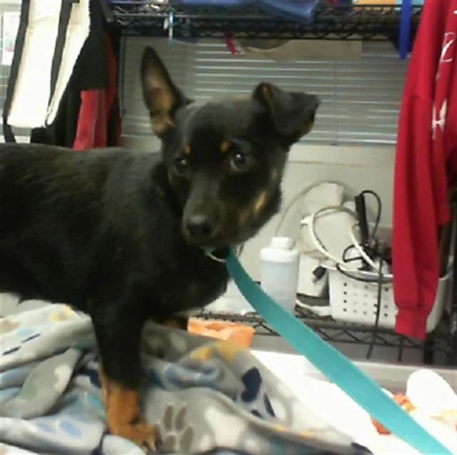 A baby small-sized male Miniature Pinscher dog named Drama for adoption in Albuquerque, NM