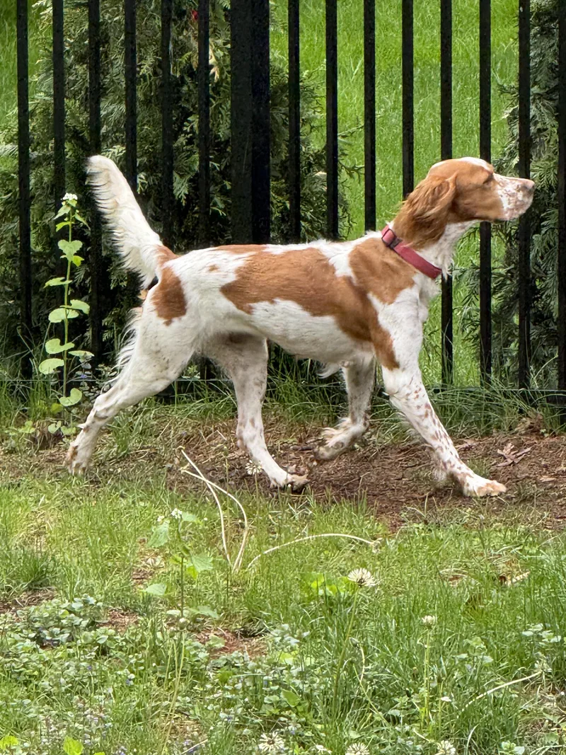 An adult medium-sized female English Setter dog named Josephine for adoption in Los Angeles, CA