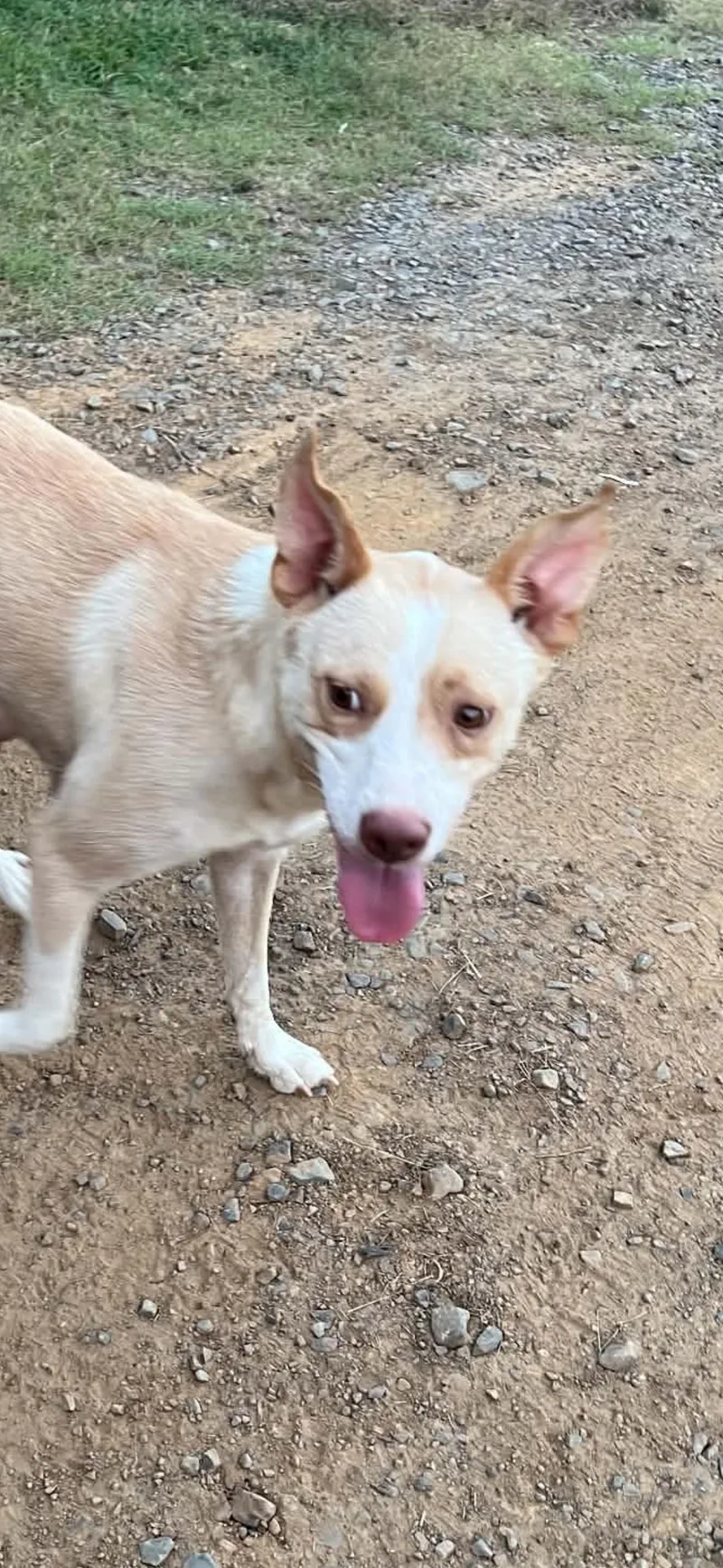 An adult medium-sized female Apricot / Beige Australian Shepherd dog named Annabelle for adoption in Whiting, NJ
