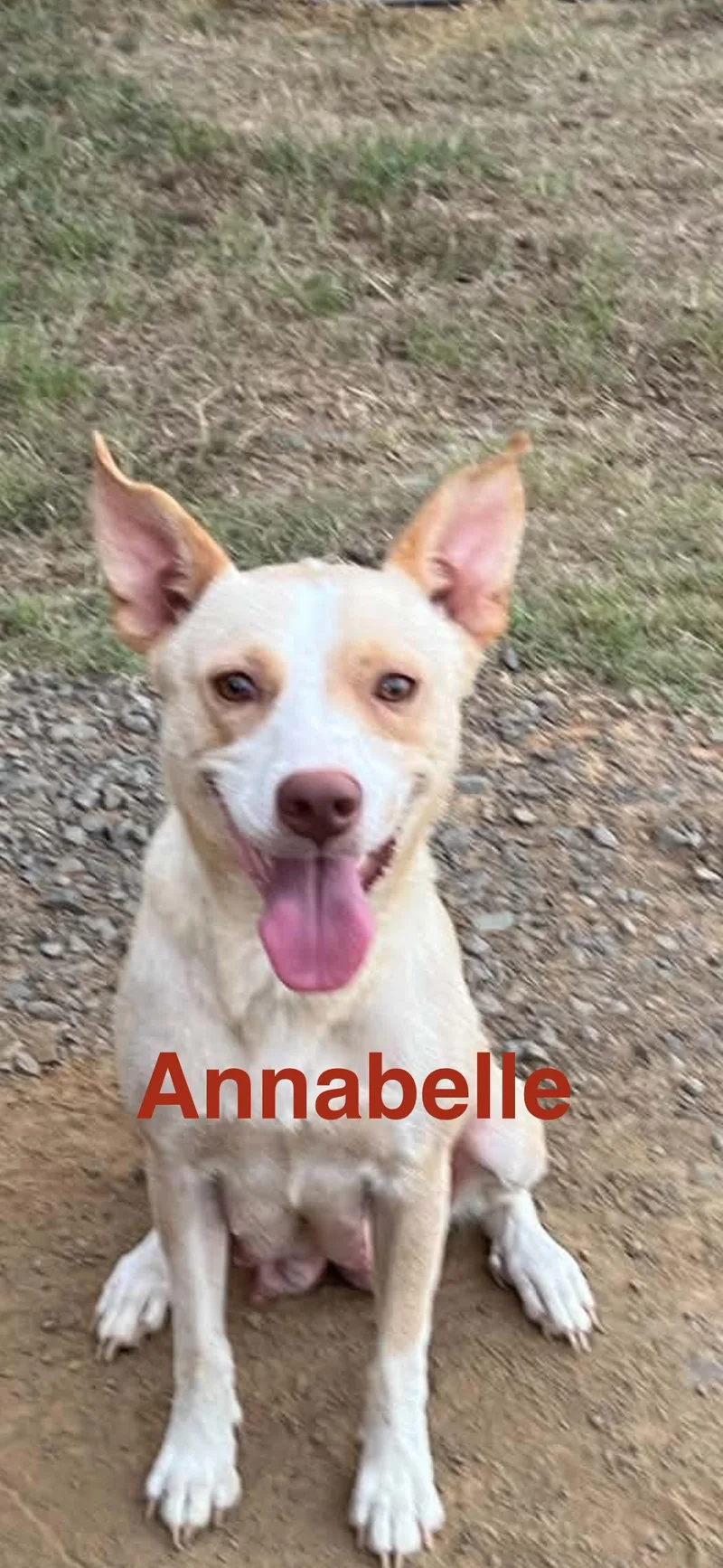 Annabelle thumbnail 2