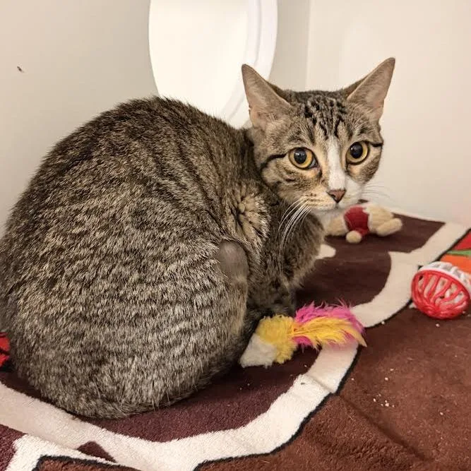 An adult medium-sized male Brown / Chocolate American Shorthair cat named Moose for adoption in South Elgin, IL