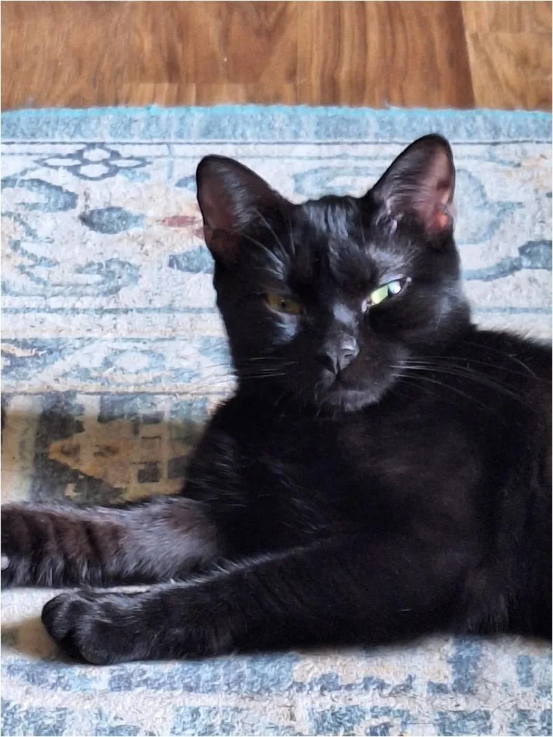A young medium-sized female Black Domestic Short Hair cat named Peggy for adoption in Cincinnati, OH
