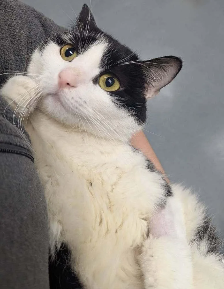 An adult medium-sized female Black & White / Tuxedo Domestic Short Hair cat named Tasha for adoption in Raleigh, NC