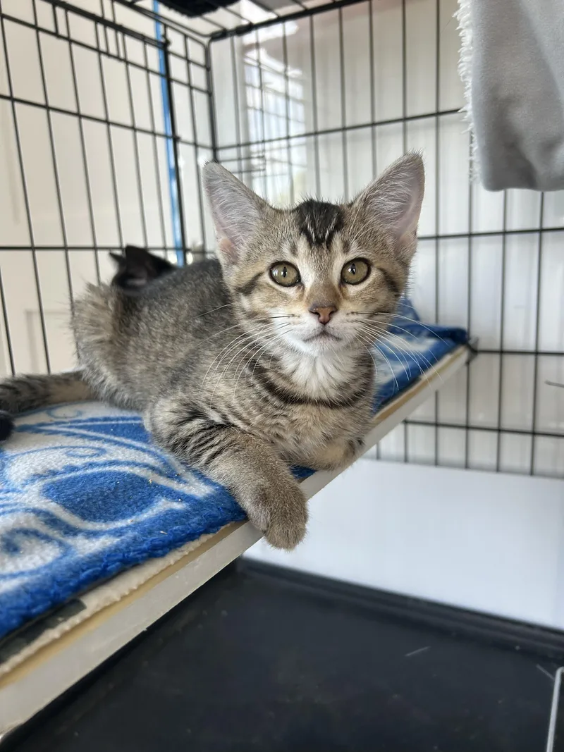 A baby medium-sized female Tabby (Brown / Chocolate) Domestic Short Hair cat named Cassidy for adoption in Darien, CT