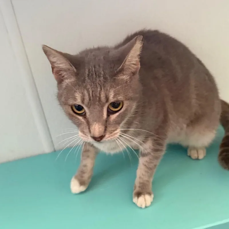 An adult medium-sized female Gray / Blue / Silver Domestic Short Hair cat named Pooh for adoption in Lake Panasoffkee, FL
