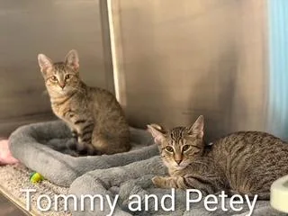 A baby medium-sized male Brown / Chocolate Tabby cat named Tommy for adoption in Clawson, MI