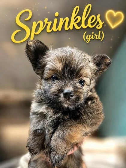Sprinkles