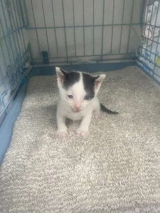 A baby small-sized male Domestic Short Hair cat named Rupert for adoption in Gainesville, FL
