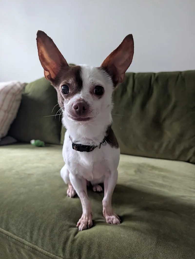 Coco thumbnail 2