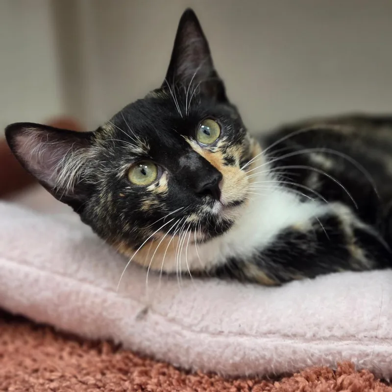 A baby medium-sized female Tortoiseshell Domestic Short Hair cat named Pastille for adoption in Sarasota, FL