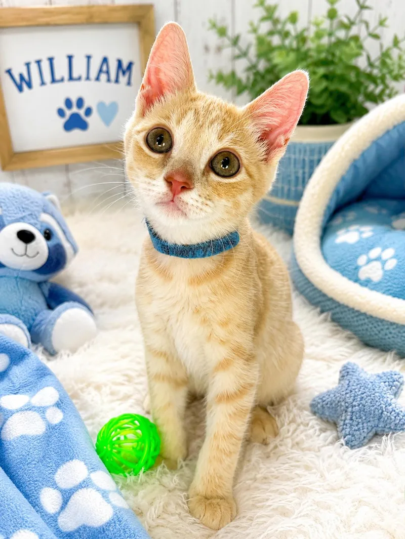 A baby medium-sized male Orange & White Tabby cat named William for adoption in Tavares, FL