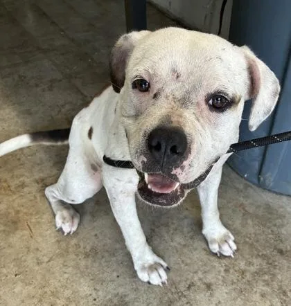 An adult medium-sized female American Bulldog dog named Bubble Bath for adoption in Gainesville, FL