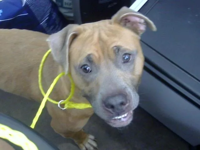 A young medium-sized female Mixed Breed dog named Honey Bun for adoption in Dallas, TX