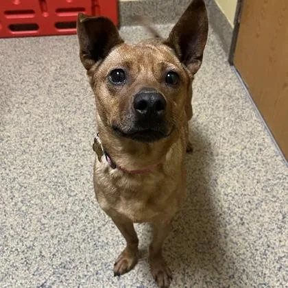 An adult medium-sized female Mixed Breed dog named Olive Roo for adoption in Merriam, KS