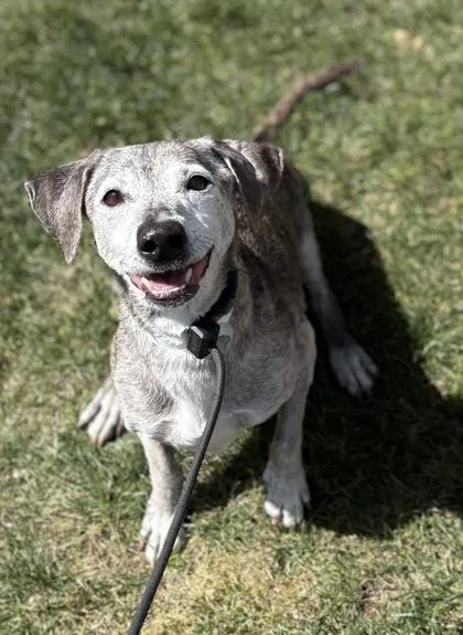 An adult medium-sized female Mixed Breed dog named Zena for adoption in Phoenix, AZ