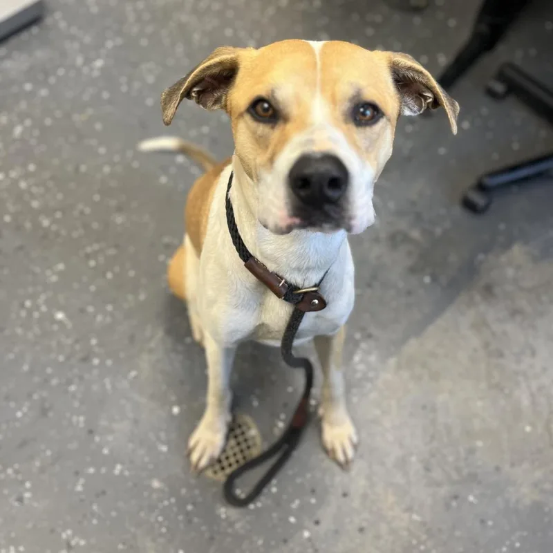 An adult medium-sized male Yellow / Tan / Blond / Fawn Mixed Breed dog named Armadillo for adoption in Columbiana, AL