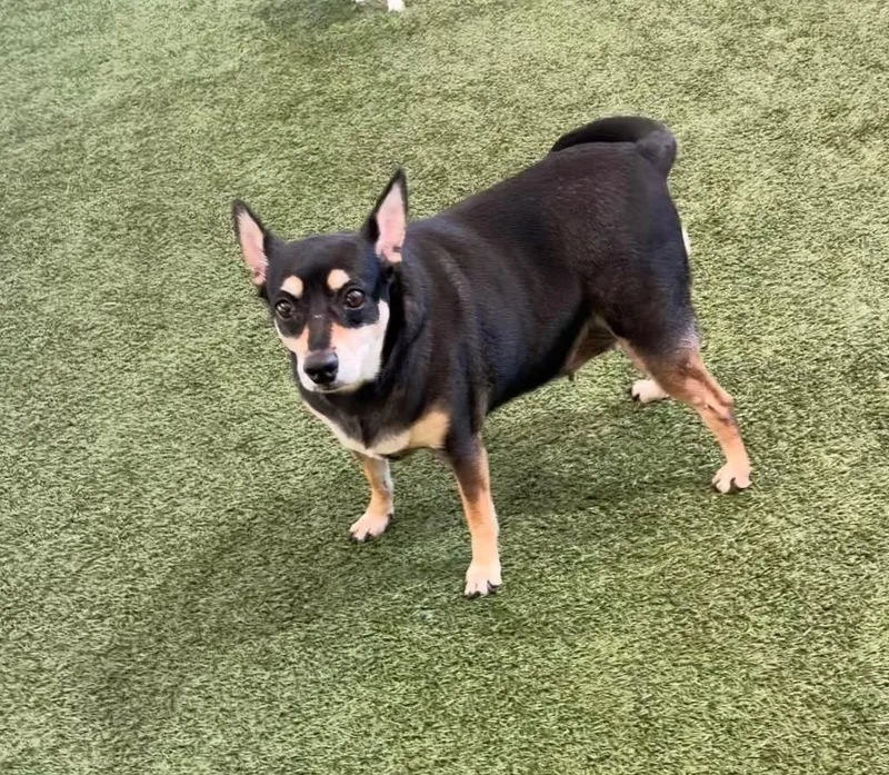 A senior medium-sized female Terrier dog named Daisy for adoption in Seguin, TX