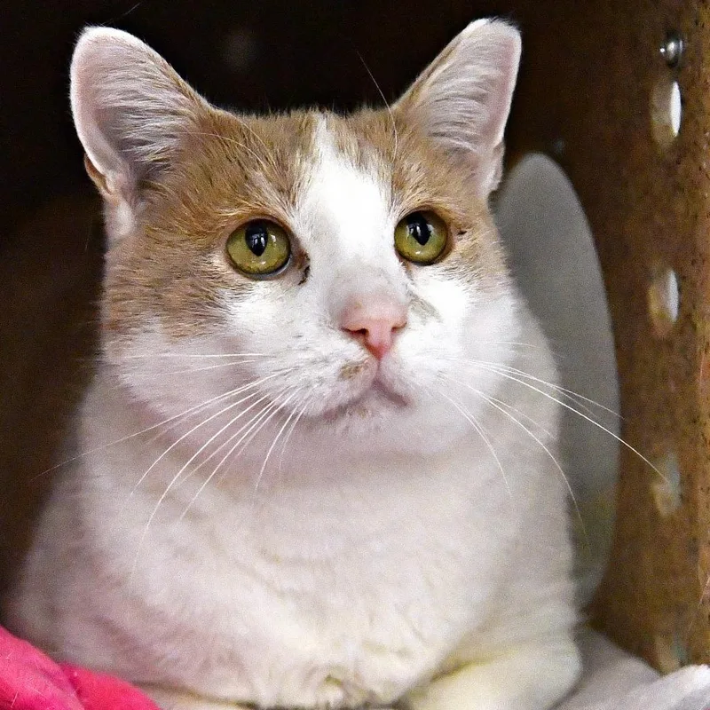 An adult extra large-sized male White Domestic Short Hair cat named Clyde for adoption in York, PA