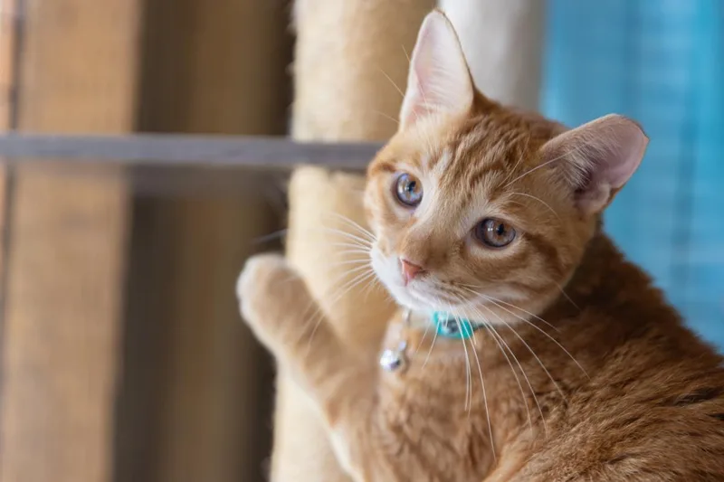 A young medium-sized female Domestic Short Hair cat named HighFIVe for adoption in Lincoln, CA