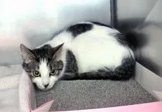 An adult medium-sized female Domestic Short Hair cat named Taragon for adoption in Fishers, IN
