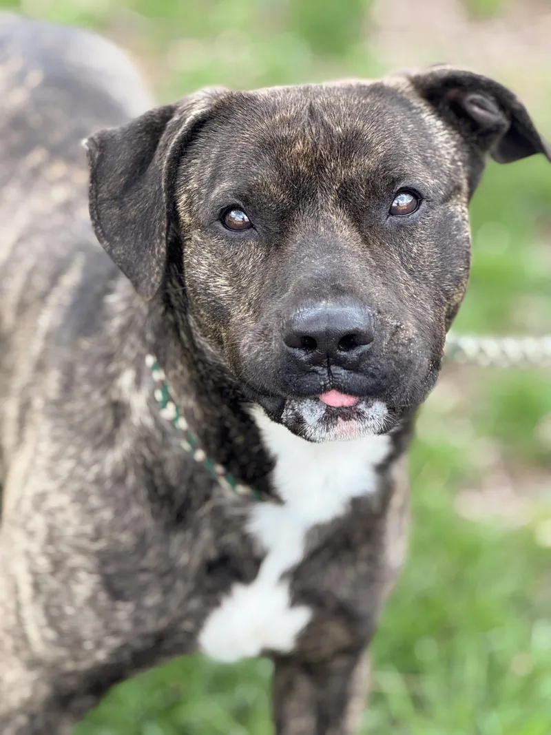 An adult medium-sized male Brindle Pit Bull Terrier dog named Chester for adoption in Anderson, IN