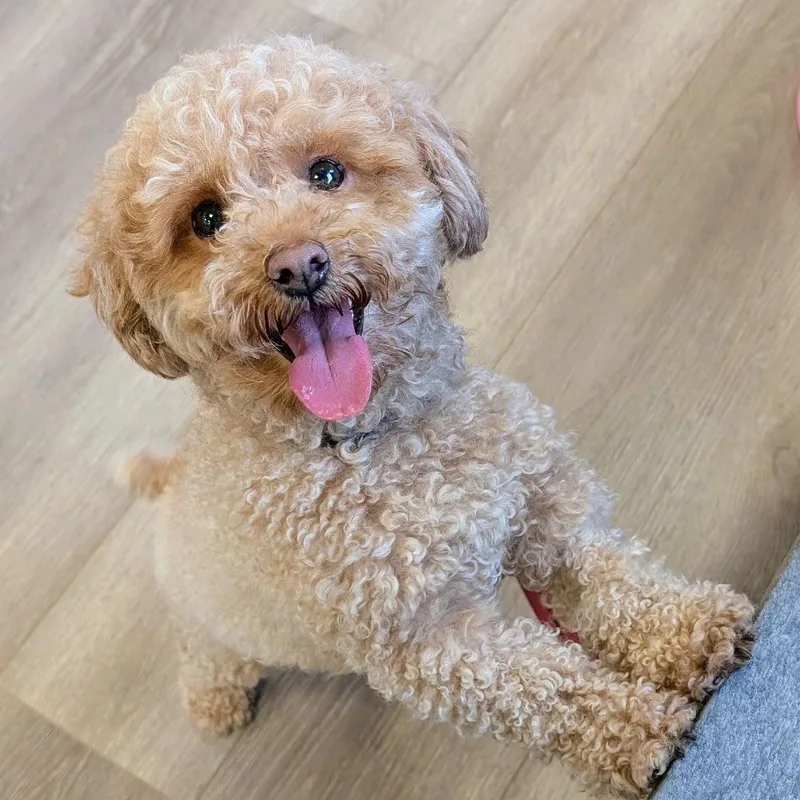 Koko