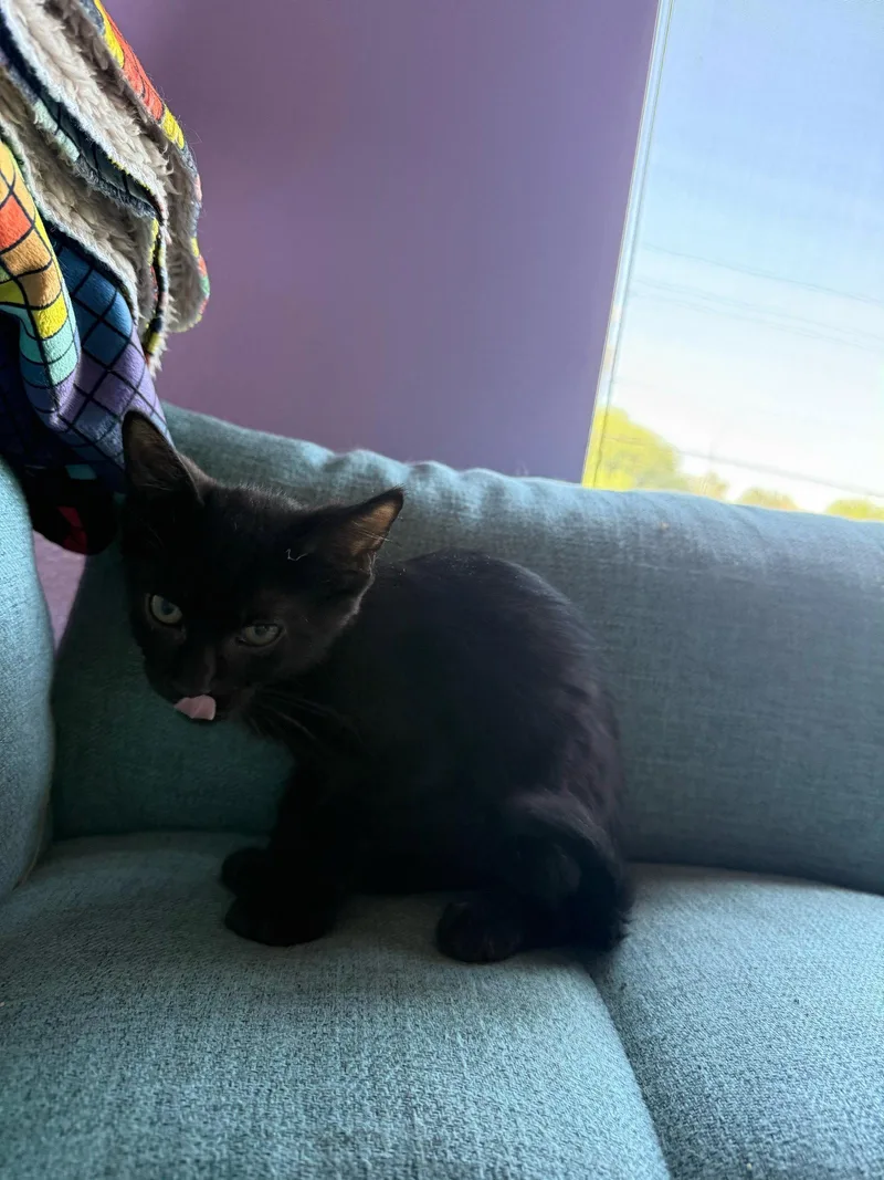 A baby medium-sized male Black Domestic Short Hair cat named Aster for adoption in Glendale, AZ
