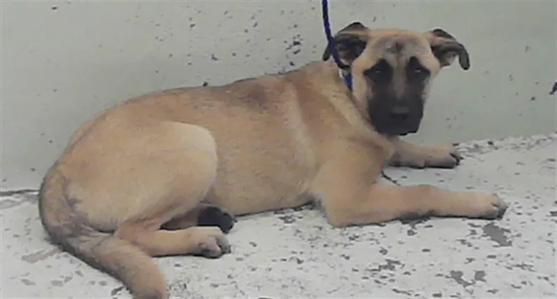 A young medium-sized female Labrador Retriever dog named Zoey for adoption in Houston, TX