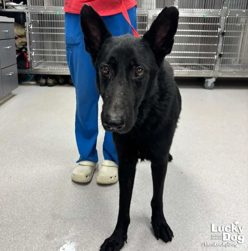 An adult large-sized male Shepherd dog named Berry for adoption in Washington, DC