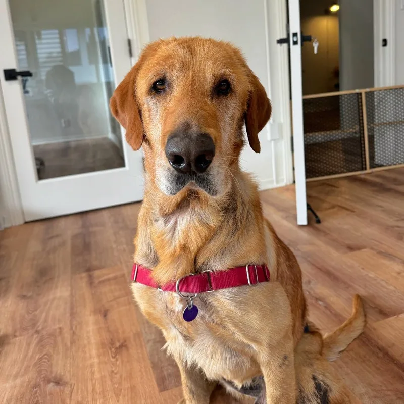 An adult large-sized male Red / Chestnut / Orange Labrador Retriever dog named Chewy for adoption in Pacific Grove, CA