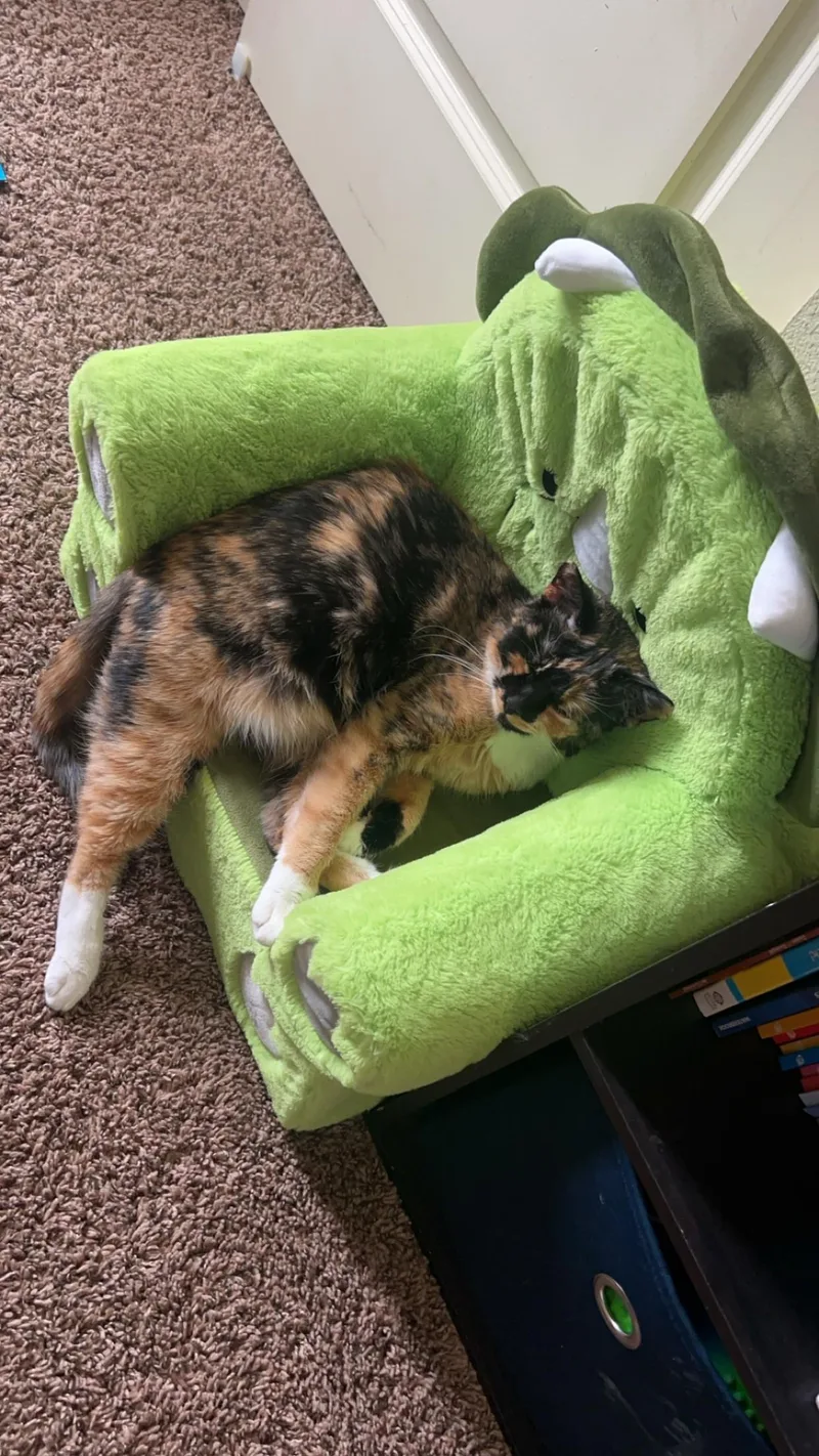 An adult medium-sized female Calico cat named Rosco Girl for adoption in Pasco, WA