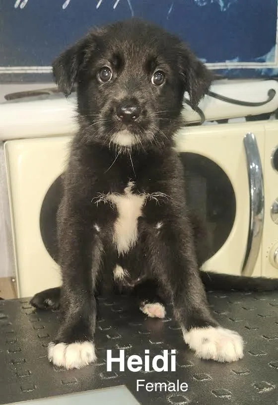 A baby medium-sized female Shepherd dog named Heidi for adoption in Manchester, CT