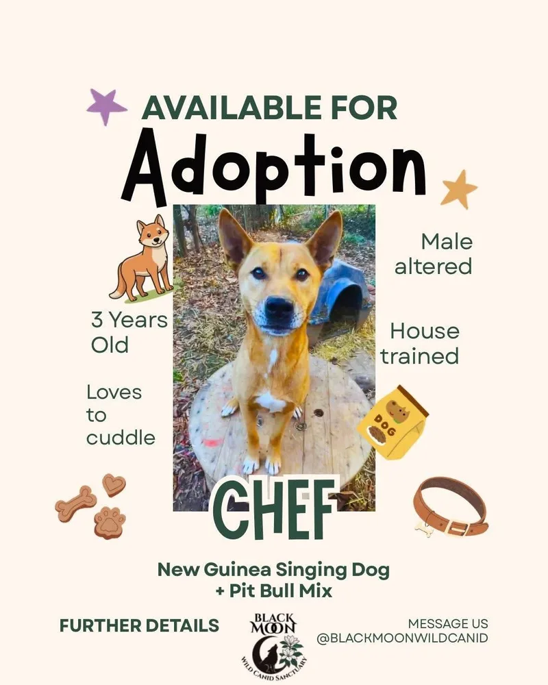An adult small-sized male Red / Chestnut / Orange New Guinea Singing Dog dog named Rocky for adoption in Newark, OH