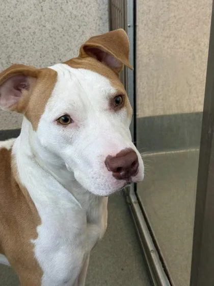 An adult medium-sized male Pit Bull Terrier dog named Mr. Ricky for adoption in Roseville, CA
