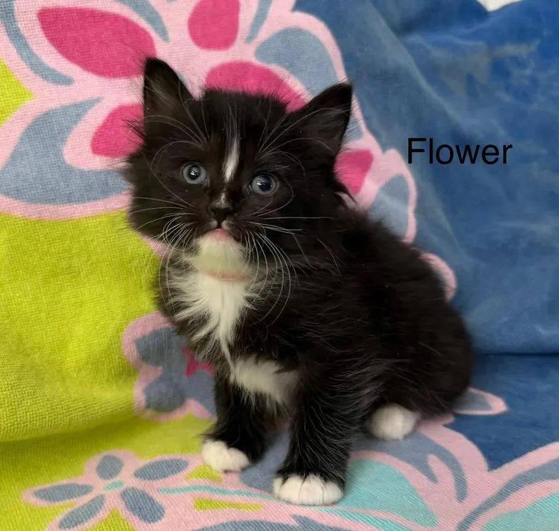 A baby medium-sized female Domestic Long Hair cat named Flower for adoption in Windsor, CT