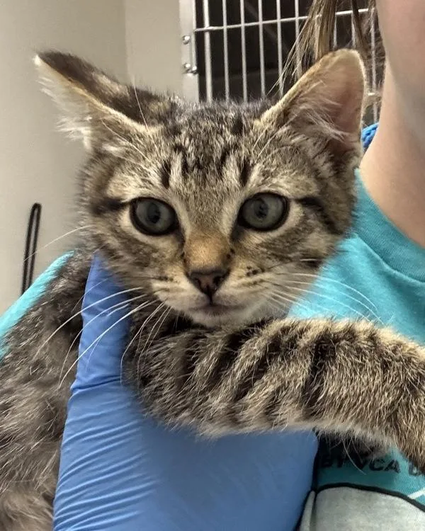 A baby medium-sized female Domestic Short Hair cat named Acorn for adoption in Silverdale, WA