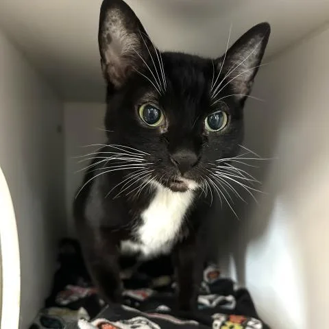 An adult medium-sized female Black & White / Tuxedo Tuxedo cat named Tita for adoption in Canoga Park, CA