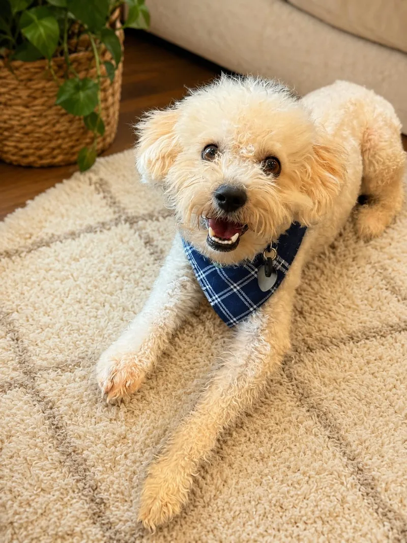 A young small-sized male White / Cream Miniature Poodle dog named Poof for adoption in Phoenix, AZ