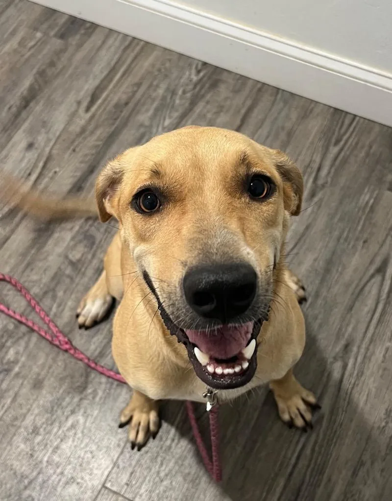 A young large-sized female Mountain Cur dog named Keke for adoption in Labelle, FL
