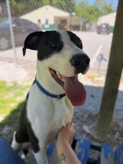 An adult medium-sized male Black Mixed Breed dog named Brucey for adoption in Leitchfield, KY